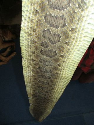 Rattlesnake Skin Prairie Rattle Snake Hide Dry Tanned Wrap Pen Blanks 35 In J7