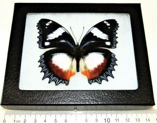 Real Framed Butterfly Red White Blue Hypolimnas Dexithea Madagascar