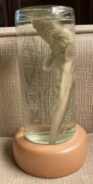 Collectible Real Baby Shark In A Bottle Preserved Taxidermy Item Ocean Salt Fish
