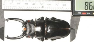 Lucanidae Odontolabis Sp.  86mm From West Yunnan