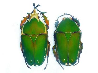 Mecynorrhina Torquata Pair Big 71mm,  /56mm,  Green Cetonidae Cameroon