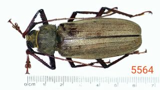 1x.  Xixuthrus Species From Palolo,  Central Sulawesi (5564)