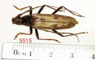 1x.  Cerambycidae Species From Palolo,  Central Sulawesi (5515)