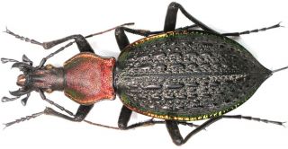 28.  Carabidae - Carabus (coptolabrus) Nankotaizanus F.  Inopinatus…female,  Very Big