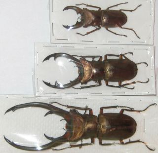 Lucanidae Cyclommatus Elaphus Trio A1 Big Male 92mm (indonesia) Xl