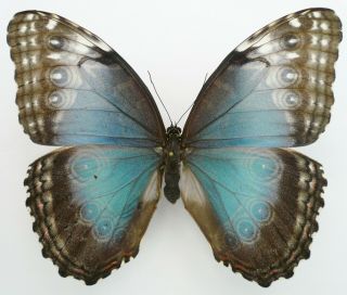 Morpho Helenor Carillensis Female Form From Guapiles,  Costa Rica