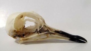 African Jacanas (actophilornis Africanus) Bird Skull Taxidermy Real