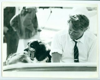 May 28 1968 10x8 Press Photo Senator Robert Kennedy & Dog Freckles In Sacramento