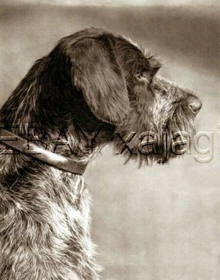 Dog German Wirehaired Pointer Portrait Deutsch Drahthaar,  Qualtiy 1941 Print
