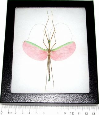 Real Framed Pink Walking Stick Bug Marmessoidea Rosea Male