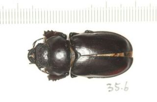 Lucanidae Lucanus Imitator 35.  6mm Tibet