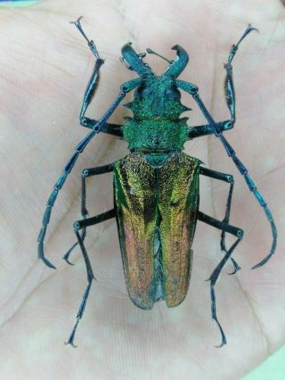 Coleoptera Psalidognathus Superbus 47mm Male Nº 134 From Peru