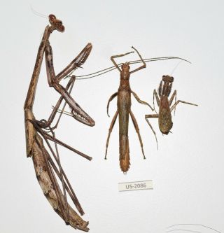 Mantidae - Colection/ Prioninae Sp.  Cozumel Island Mexico Rare Us - 2086
