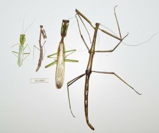 Mantidae - Colection/ Prioninae Sp.  Cozumel Island Mexico Rare Us - 2097