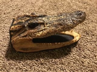 Vintage 6 " Real Alligator Gator Head Crocodile Skull Taxidermy,  Real Teeth