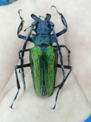 Coleoptera Psalidognathus Superbus A1 San Martin - Peru 44mm Nº 22