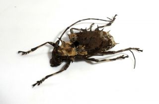 Cerambycidae,  Polyrhaphis Spinosa