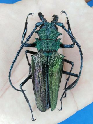 Coleoptera Cerambycidae Psalidognathus Superbus A1,  53mm Nº 19