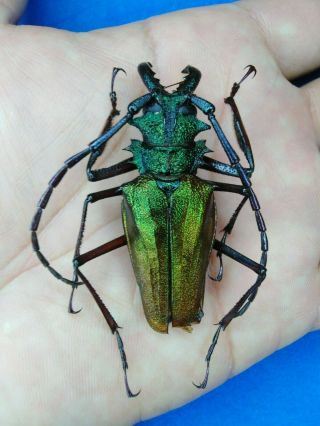 Coleoptera Cerambycidae Psalidognathus Superbus A1,  51mm Nº 18