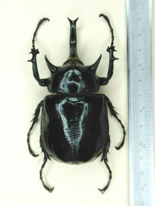 Coleoptera Megasoma Mars Male A1 95mm Nº 10