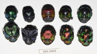 Phanaeus - Colection Sp.  Mexico Very Rarest - Mx - 3402