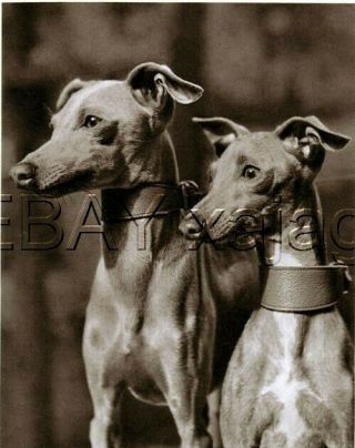 Dog Italian Greyhound,  Elegant 1941 Print