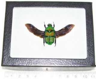 Real Framed Green Ischiosopha Bifasciata Scarab Beetle Wings Spread Indonesia