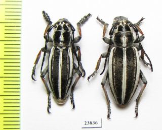 Cerambycidae,  Dorcadion Crassipes Glazunovi,  Pair,  Kazakhstan