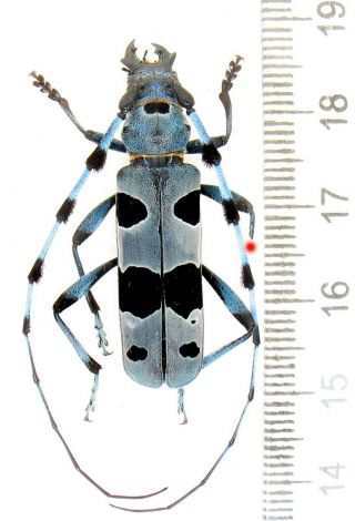 Beetles.  Cerambycidae.  Rosalia Alpina Male Very Big Size 36 Mm