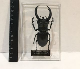 Deagostini 1:1 Hexarthrius Rhinoceros Stag Beetle Figure