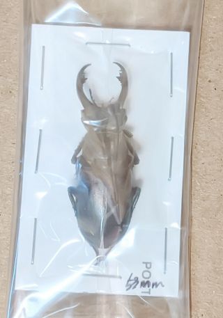 Beetle - Lucanus Cervus Turcicus 63 Male From Turkey