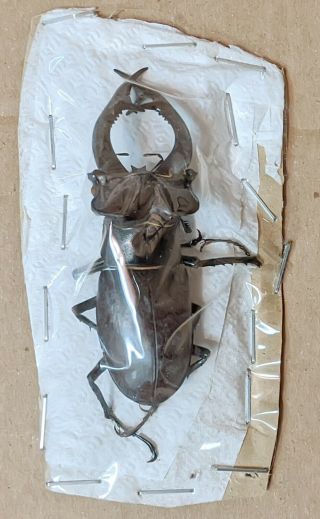 Beetle - Lucanus Cervus Akbesianus 52 Male 78 Mm,  - From Turkey