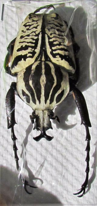 Goliath Beetle Goliathus Albosignatus Kirkianus Male 60 Mm Fast From Usa