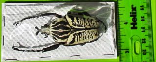 Goliath Beetle Goliathus albosignatus kirkianus Male 60 mm FAST FROM USA 2