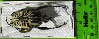 Goliath Beetle Goliathus albosignatus kirkianus Male 60 mm FAST FROM USA 3