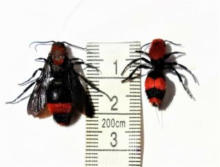 Velvet Ant Cow Killer Real Insect Mating Pair 2 Dasymutillia Occidentalis Texas