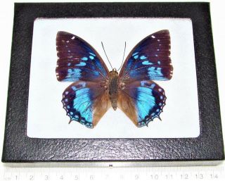 Real Framed Butterfly Blue Charaxes Smaragdalis Africa