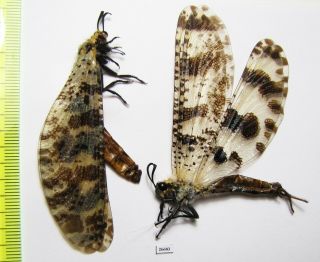 Neuroptera,  Myrmeleontidae Sp. ,  Pair,  Iri,  Kerman Prov.