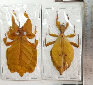 Package Xrare Yellow Leaf Insect Phyllium Jacobsoni And Pulchrifolium 2f,  Java