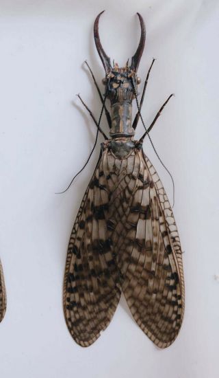 Acanthacorydalis Orientalis 113mm From Anhui 8169