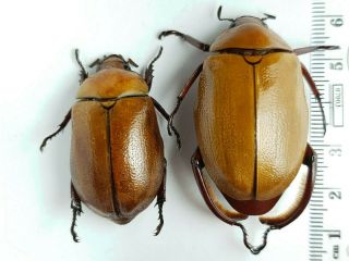 Scarabaeidae,  Rutelinae Heterosternus Oberthueri Panama Big Pair