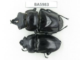 Beetle.  Neolucanus Sp.  Yunnan,  Jinping County.  1p.  Ba5983.