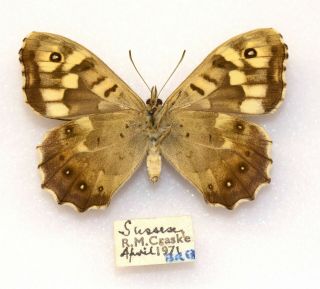 Speckled Wood - A Very Fine Example Of The Aberration " Cokayni " By Craske,  1971