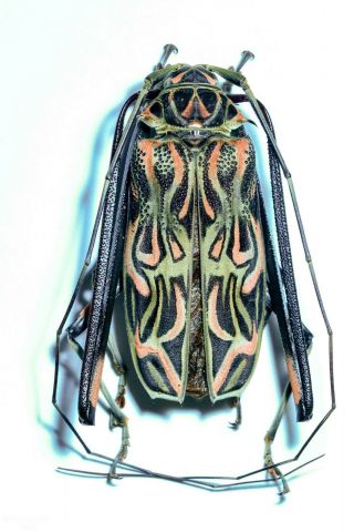 Cerambycidae,  Acrocinus Longimanus From Colombia Leticia