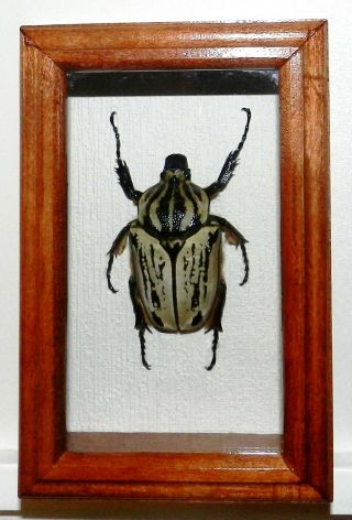 Goliathus Orientalis Pressi In A Frame Made Of Real Wood.