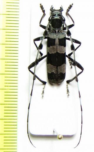 Cerambycidae,  Rosalia Coelestis,  Russia,  Far East
