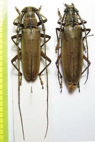 Cerambycidae,  Neocerambyx Vitalisi,  Pair,  Thailand