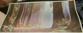 Serenity By Paul Detletsen 1964 - - 25” X 49” In Old Growth Redwoods Big Litho