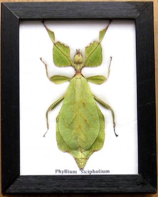 Real Beetle Walking Leaf Insect Display Phyllium Taxidermy Bug In Wood Frame