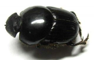 030 Pa : Onthophagus Species? 11.  5mm